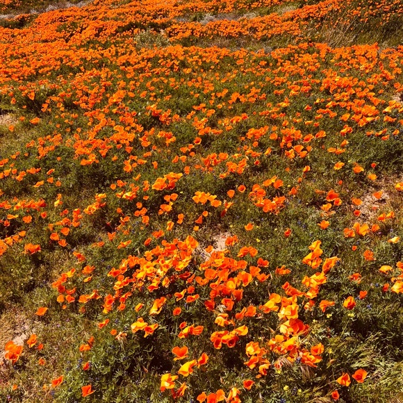 dgm2010